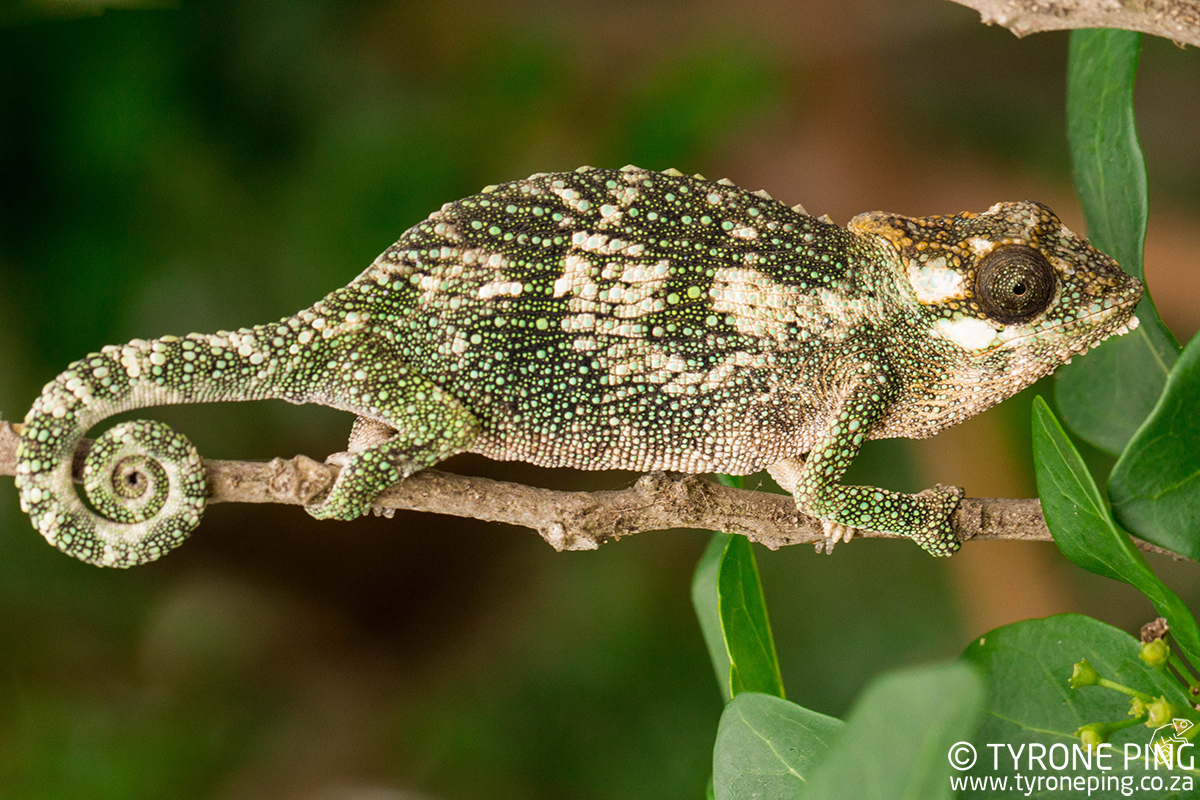 Bradypodion caffer - Transkei Dwarf Chameleon.