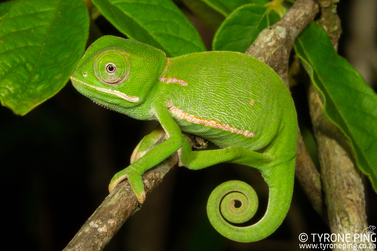 [In The Field] A few South African Chameleons | Chameleon Forums