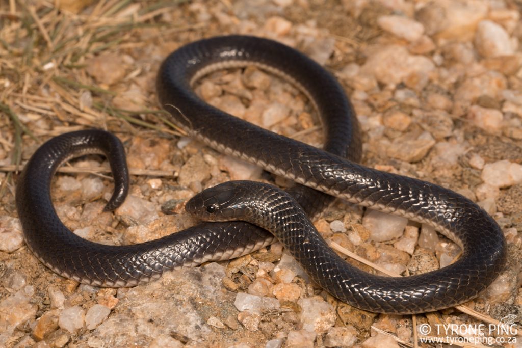 Elapsoidea sundevallii fitzsimonsi | Fitzsimons Garter Snake | Tyrone Ping | Namibia