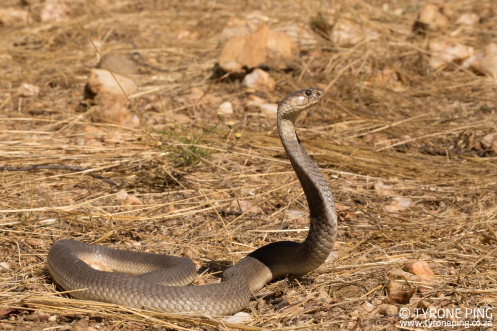 Naja anchietae | Anchieta's Cobra | Tyrone Ping | Namibia