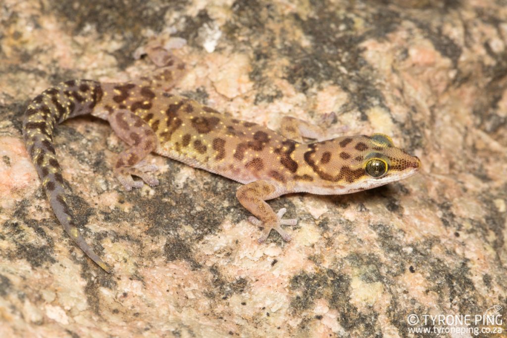 Pachydactylus bicolor |Two-coloured Gecko | Tyrone Ping | Namibia