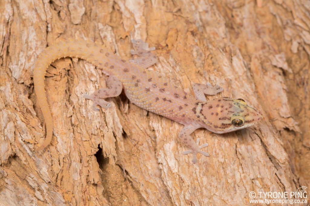 Pachydactylus scutatus | Large Scaled Gecko | Tyrone Ping | Namibia