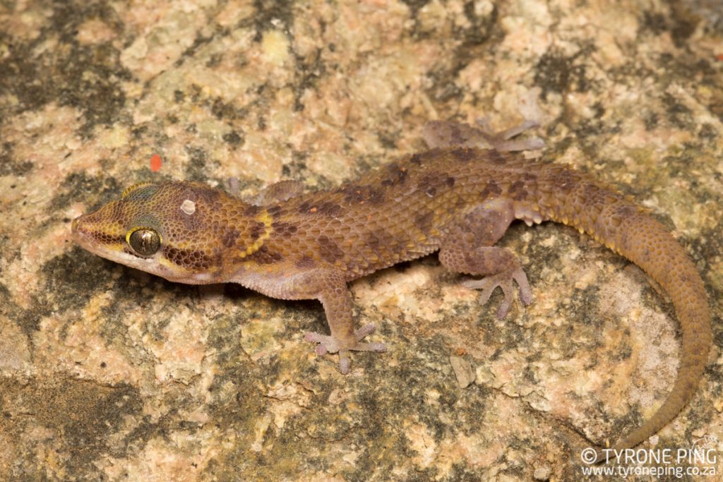 Pachydactylus scutatus | Large Scaled Gecko | Tyrone Ping | Namibia