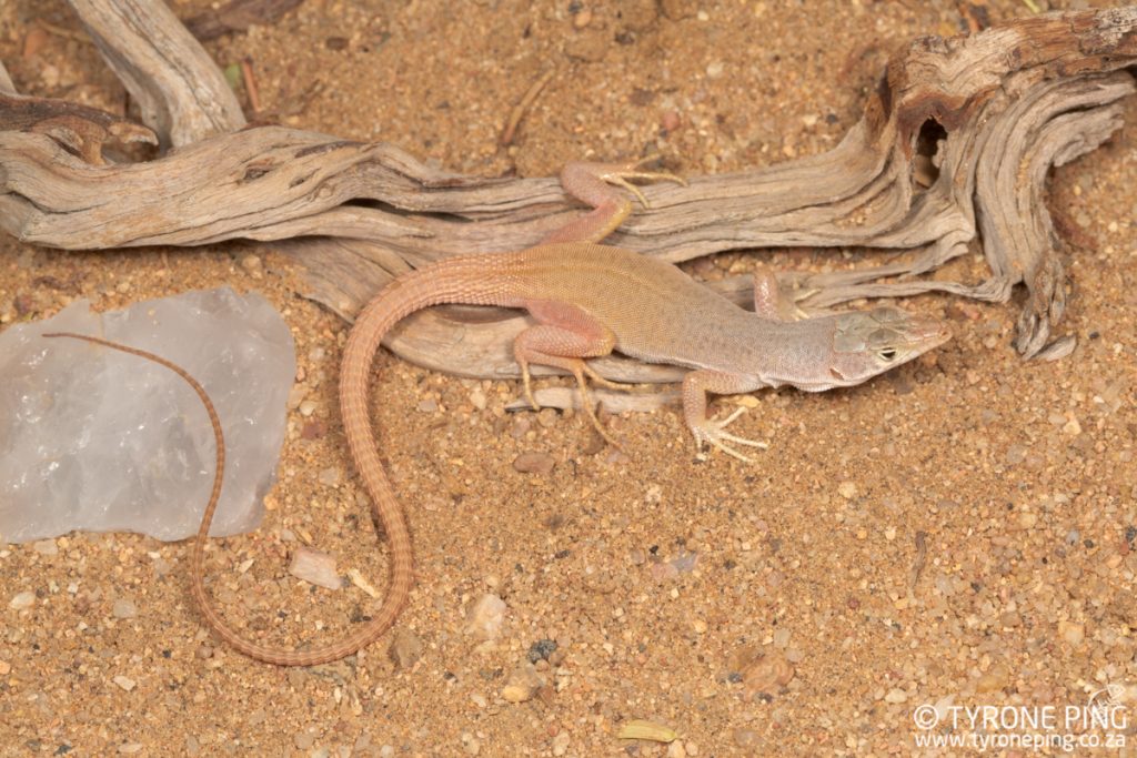 Pedioplanis gaerdesi | Mayer's Sand Lizard | Tyrone Ping | Namibia