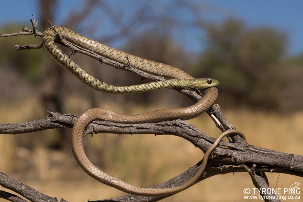 Philothamnus semivariegatus | Spotted Bush Snake | Tyrone Ping | Namibia