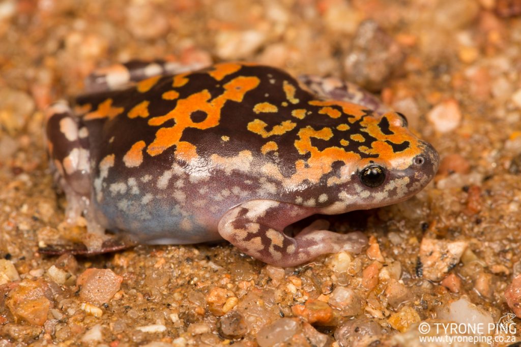Phrynomantis annectens | Marbled Rubber Frog | Tyrone Ping | Namibia 