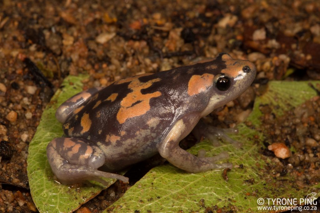 Phrynomantis annectens | Marbled Rubber Frog | Tyrone Ping | Namibia