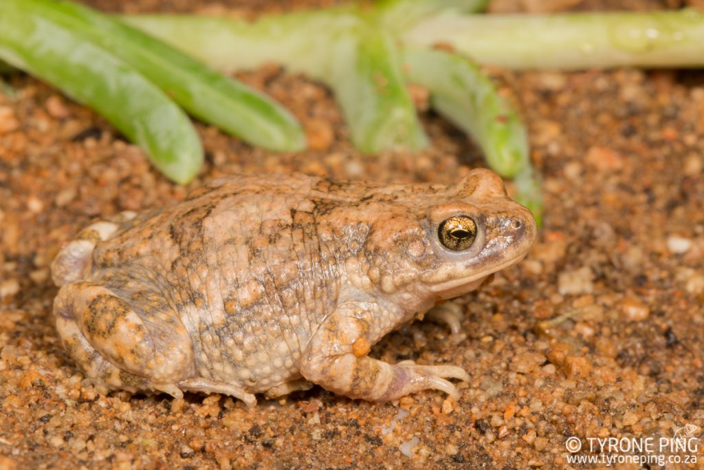 Poyntonophrynus dombensis | Dombe Pgymy Toad | Tyrone Ping | Namibia