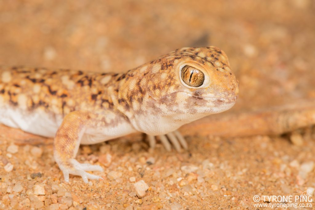 Ptenopus garrulus maculatus | Spotted Barking Gecko | Tyrone Ping | Namibia