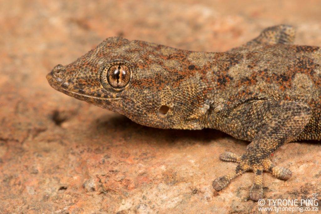 Rhoptropus barnadi | Barnards Day gecko | Tyrone Ping | Namibia