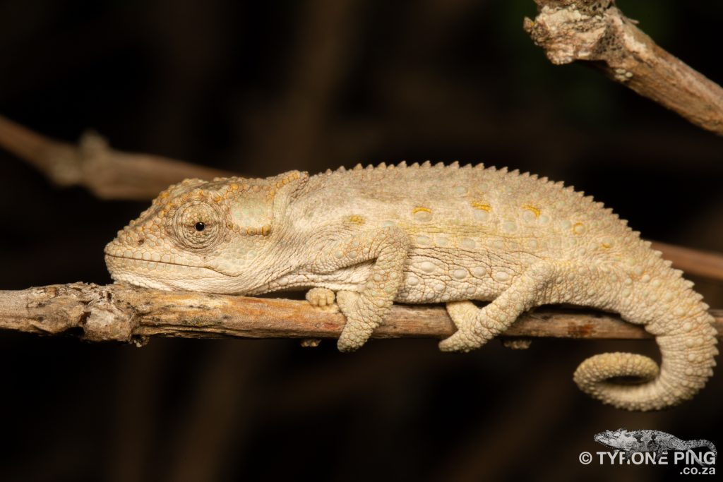 Bradypodion occidentale | Western Dwarf Chameleon | Namaqua Dwarf Chameleon | Tyrone Ping