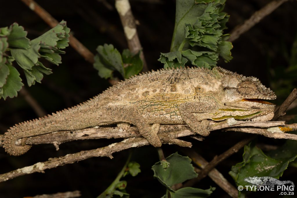Bradypodion occidentale | Western Dwarf Chameleon | Namaqua Dwarf Chameleon | Tyrone Ping