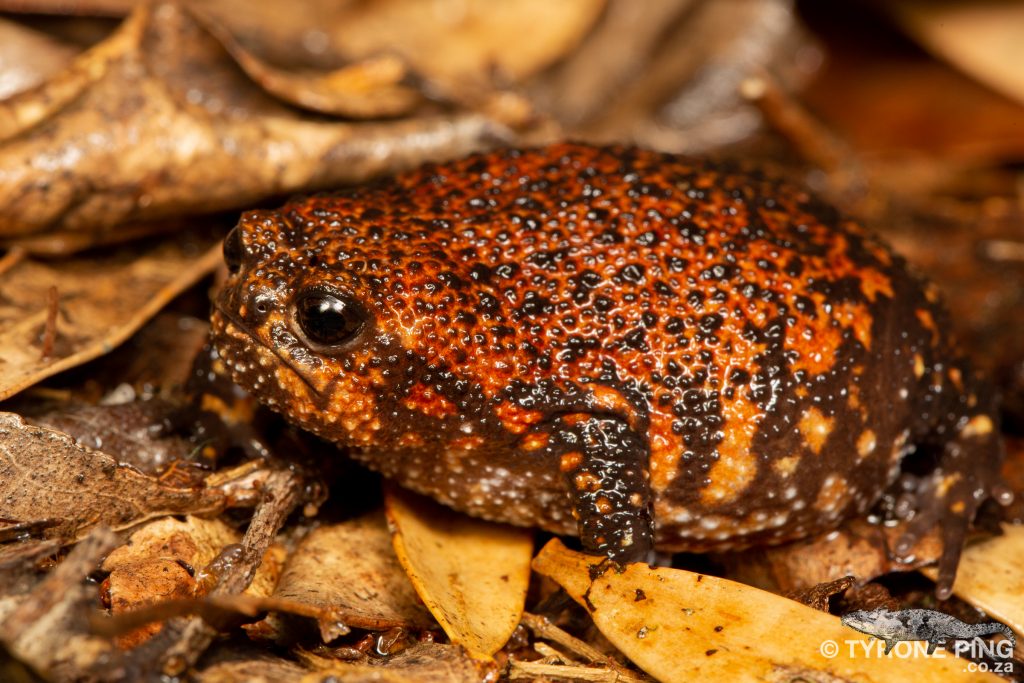 Breviceps acutirostris | Strawberry Rain Frog | Tyrone Ping