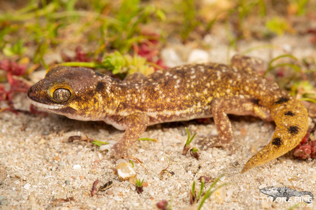 Pachydactylus austeni | Austens Dune Gecko | Tyrone Ping