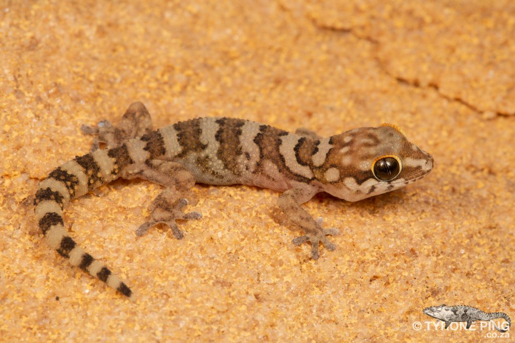 Pachydactylus formosus | Southern Rough Gecko | Tyrone Ping