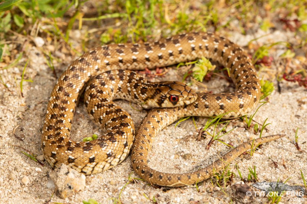 Pseudaspis cana - Mole Snake
