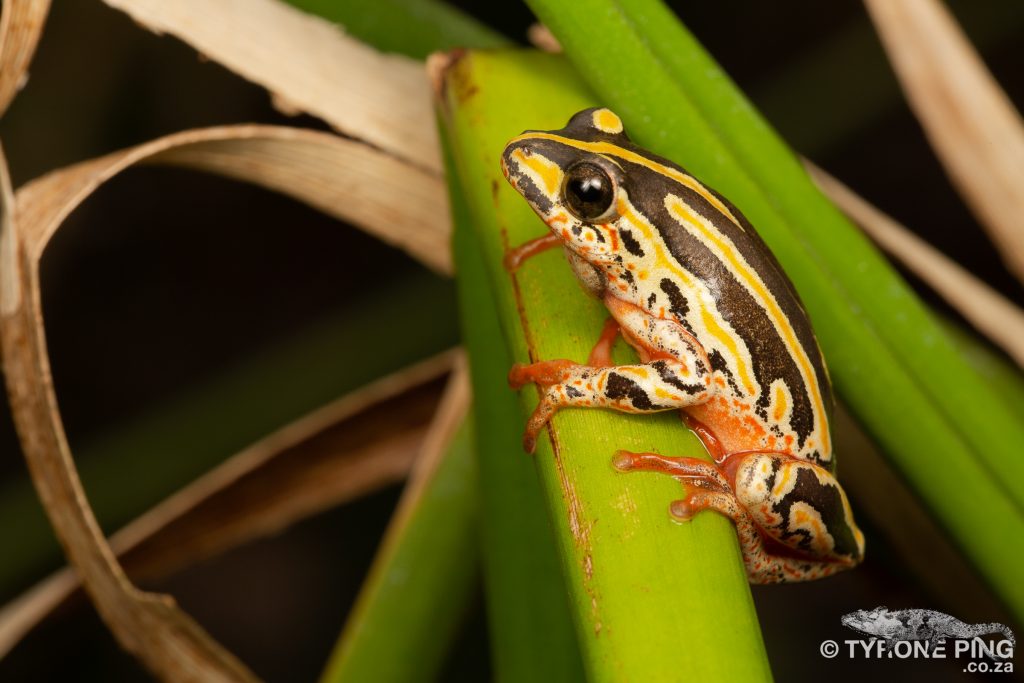 Painted Reed Frog | Hyperolius marmoratus taeniatus | tyrone Ping