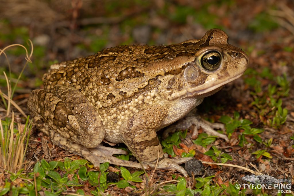 Sclerophrys capensis | Raucous toad | tyrone ping