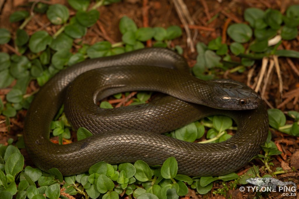 Olive Snake - Lycodonomorphus inornatus