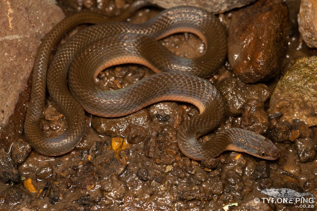 Lycodonomorphus rufulus Brown Water Snake. From Hogsback, Eastern Cape.