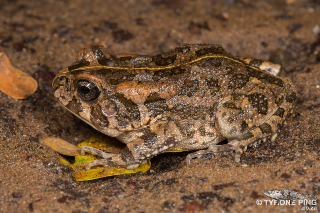 Sclerophrys_gutturalis - Guttural_Toad_Tyrone_Ping