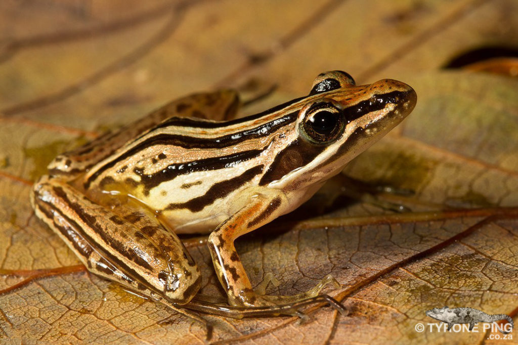 Strongylopus_fasciatus_Striped-Stream-Frog_-Mtunzini,-Kwa-Zulu-Natal