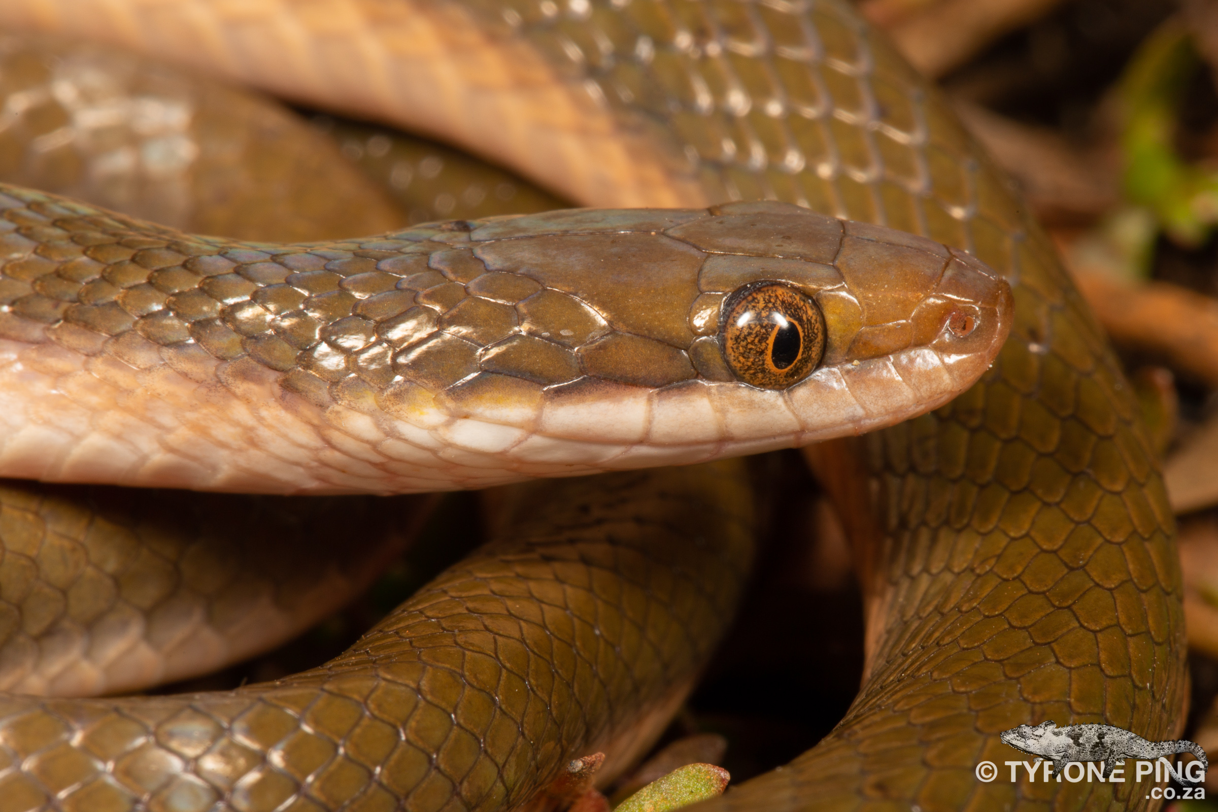 Snake Identification Chart South Africa