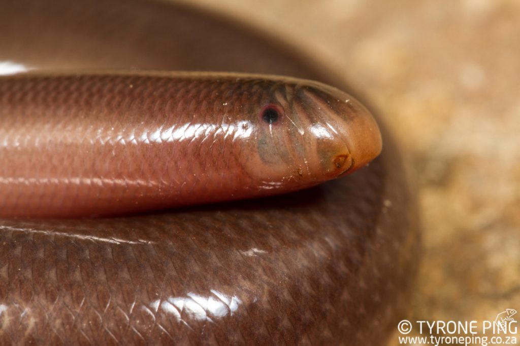 Afrotyphlops bibronii 