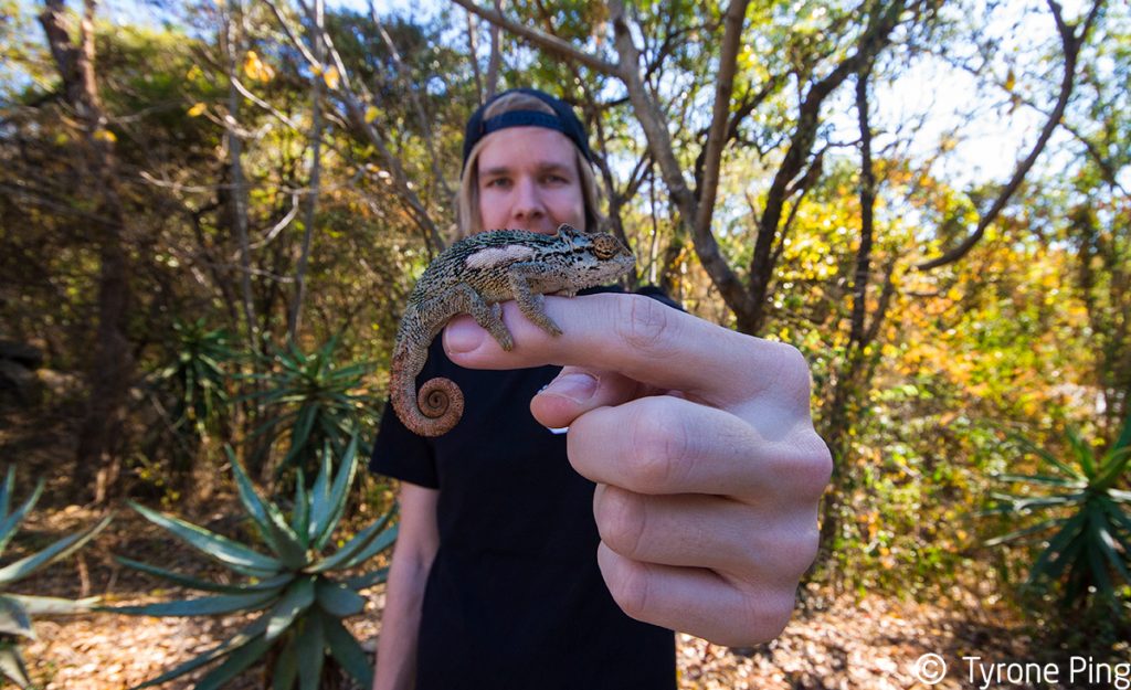 Bradypodion transvaalense| Transvaal Dwarf Chameleon | Tyrone Ping