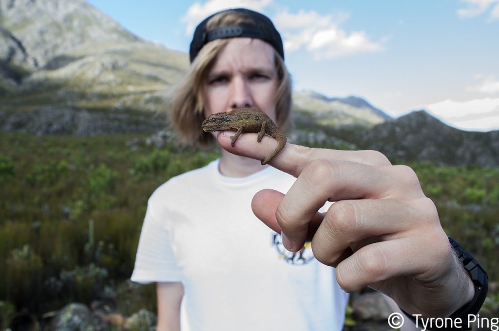 Bradypodion atromontanum | Swartberg Dwarf Chameleoen | Tyrone Ping | South Africa