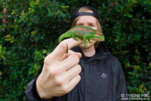 Bradypodion pumilum | Cape Dwarf Chameleon | Tyrone Ping