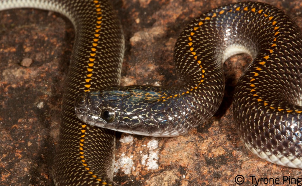 Aurora house snake - Wikipedia