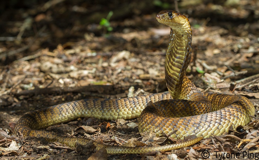 Naja annulifera / Snouted cobra in Zoo Antwerpen