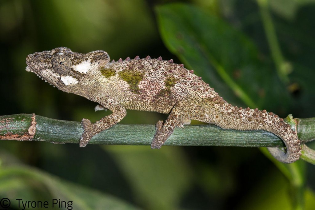 Bradypodion-caffer-Transkei-Dwarf-Chameleon.-From-Port-St-Johns-Eastern-Cape-1024x683