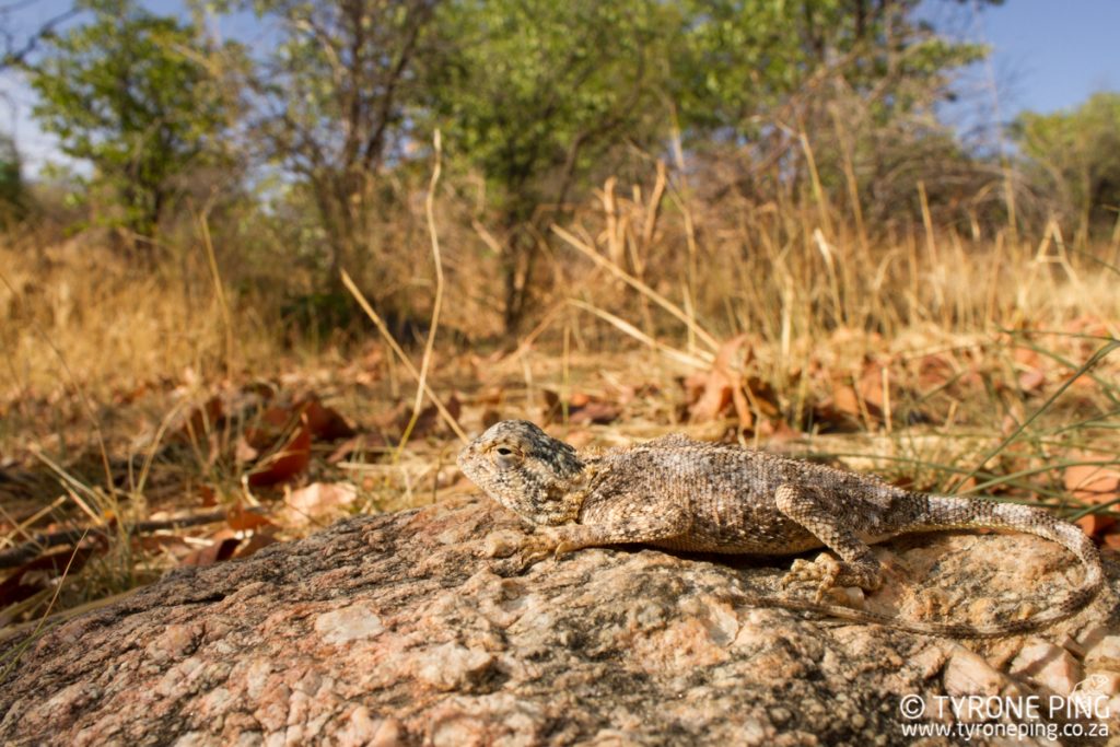 Agama anchietae| Anchieta's Agama | Tyrone Ping | Namibia