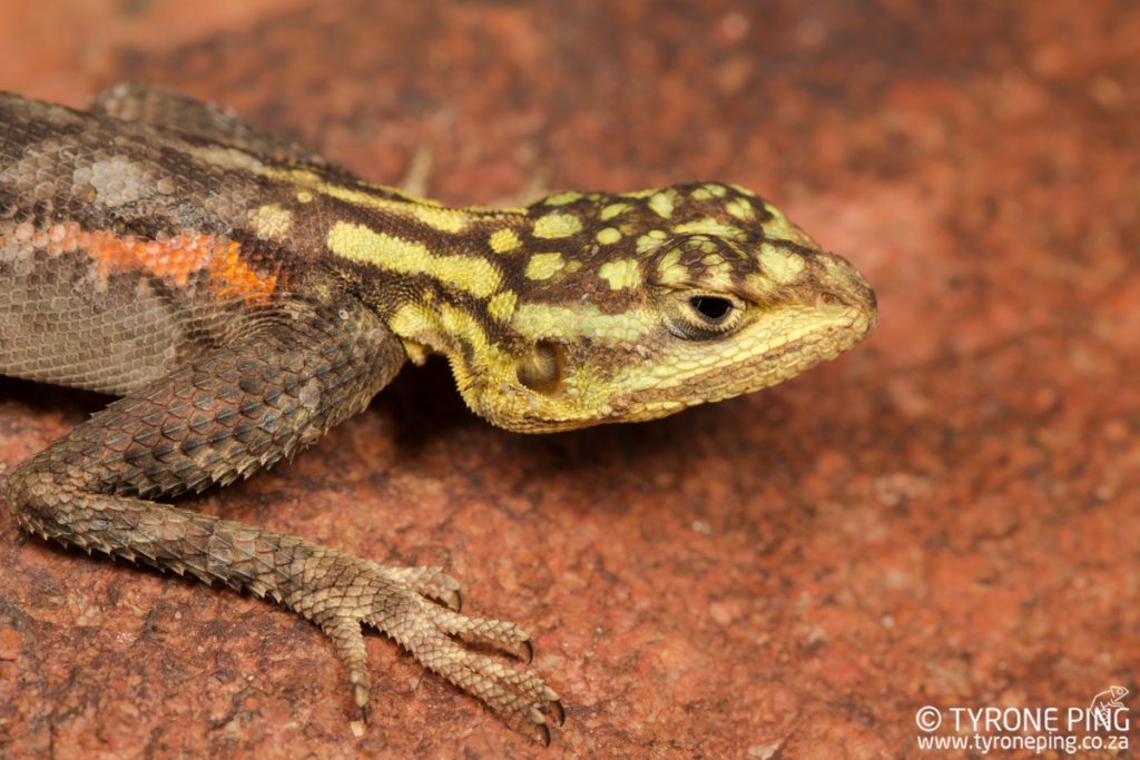 Agama planiceps | Namib Rock Agama | Tyrone Ping | Namibia