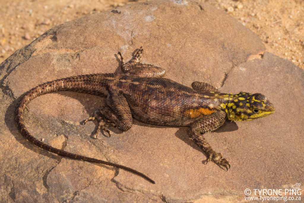 Agama planiceps | Namib Rock Agama | Tyrone Ping | Namibia