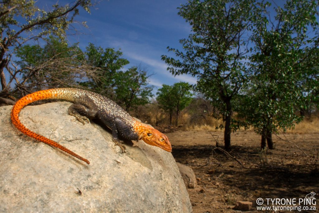 Agama planiceps | Namib Rock Agama | Tyrone Ping | Namibia