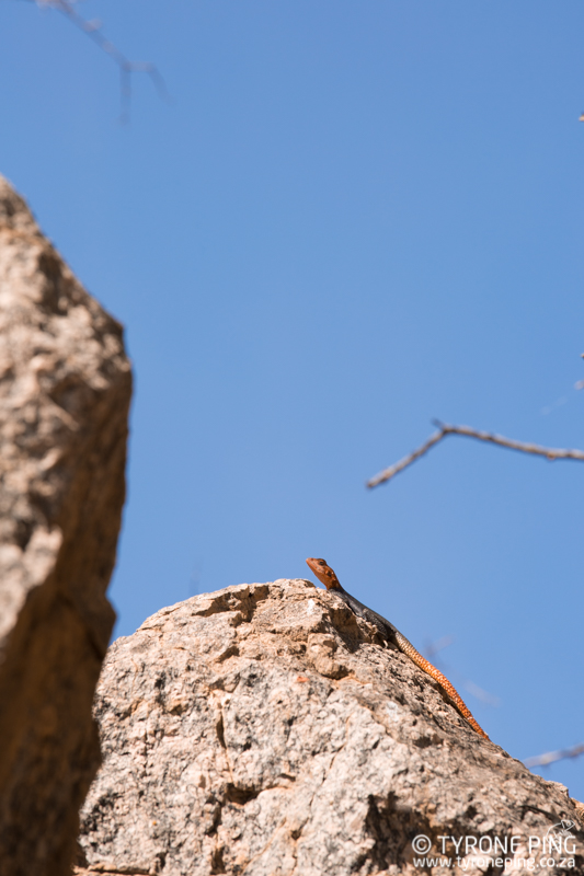 Agama planiceps | Namib Rock Agama | Tyrone Ping | Namibia