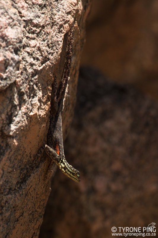 Agama planiceps | Namib Rock Agama | Tyrone Ping | Namibia