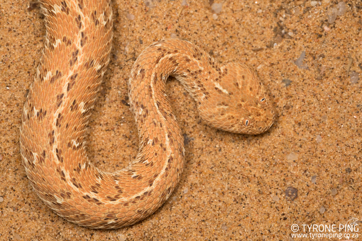 Bitis peringueyi