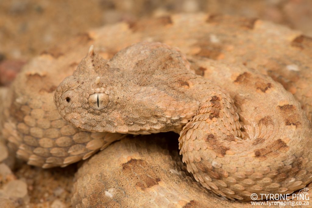 Bitis caudalis | Horned Adder | Tyrone Ping | Namibia