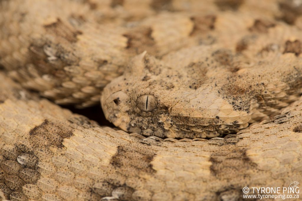Bitis caudalis | Horned Adder | Tyrone Ping | Namibia