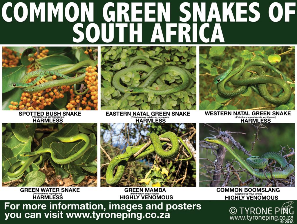 The Green Snakes Found in South Africa - The Harmless and Deadly.