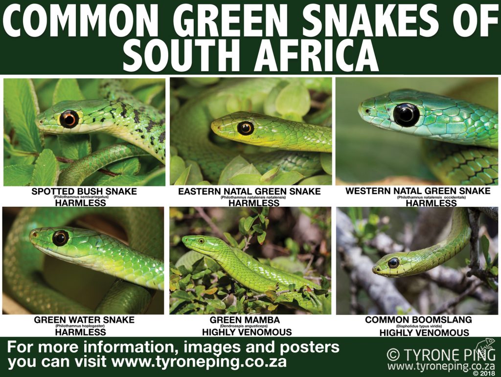 The Green Snakes Found in South Africa - The Harmless and Deadly.