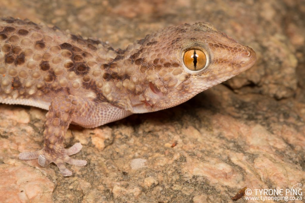 Chondrodactylus turneri | Turners Gecko | Tyrone Ping | Namibia