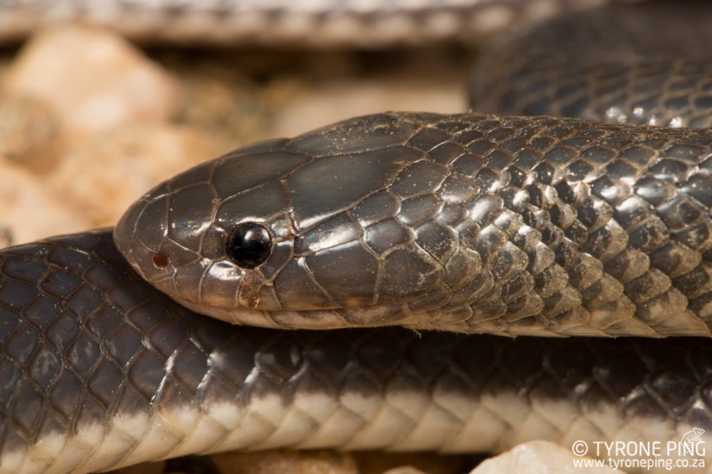 Elapsoidea sundevallii fitzsimonsi | Fitzsimons Garter Snake | Tyrone Ping | Namibia