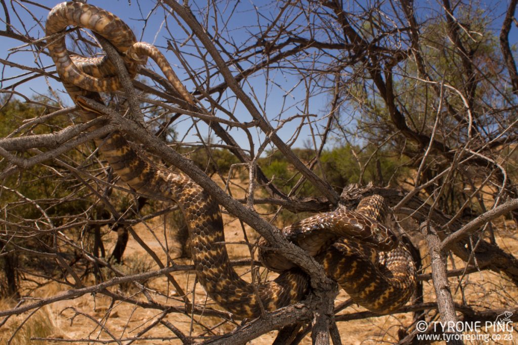 Naja nigricincta nigricincta | Western Barred Spitting Cobra |