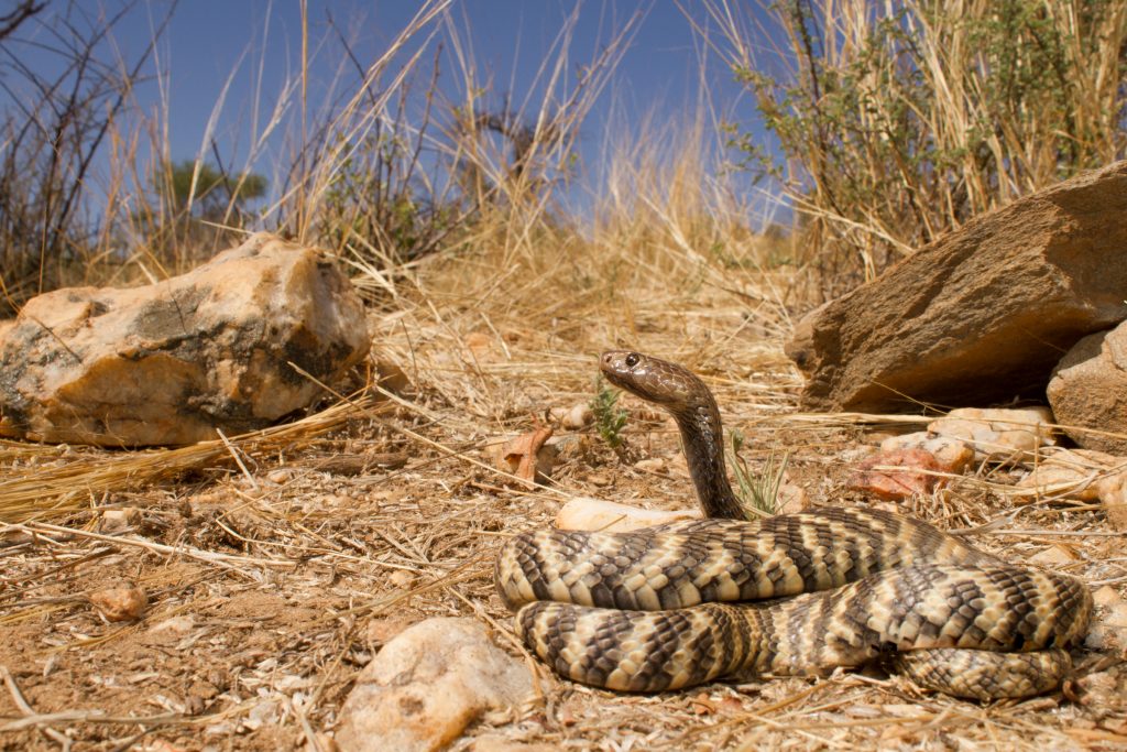 Naja nigricincta nigricincta | Western Barred Spitting Cobra |