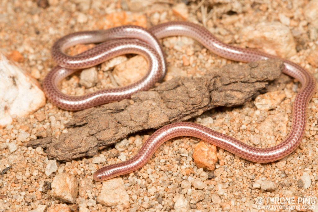 Namibiana labialis | Namibian Thread Snake | Tyrone Ping | Namibia
